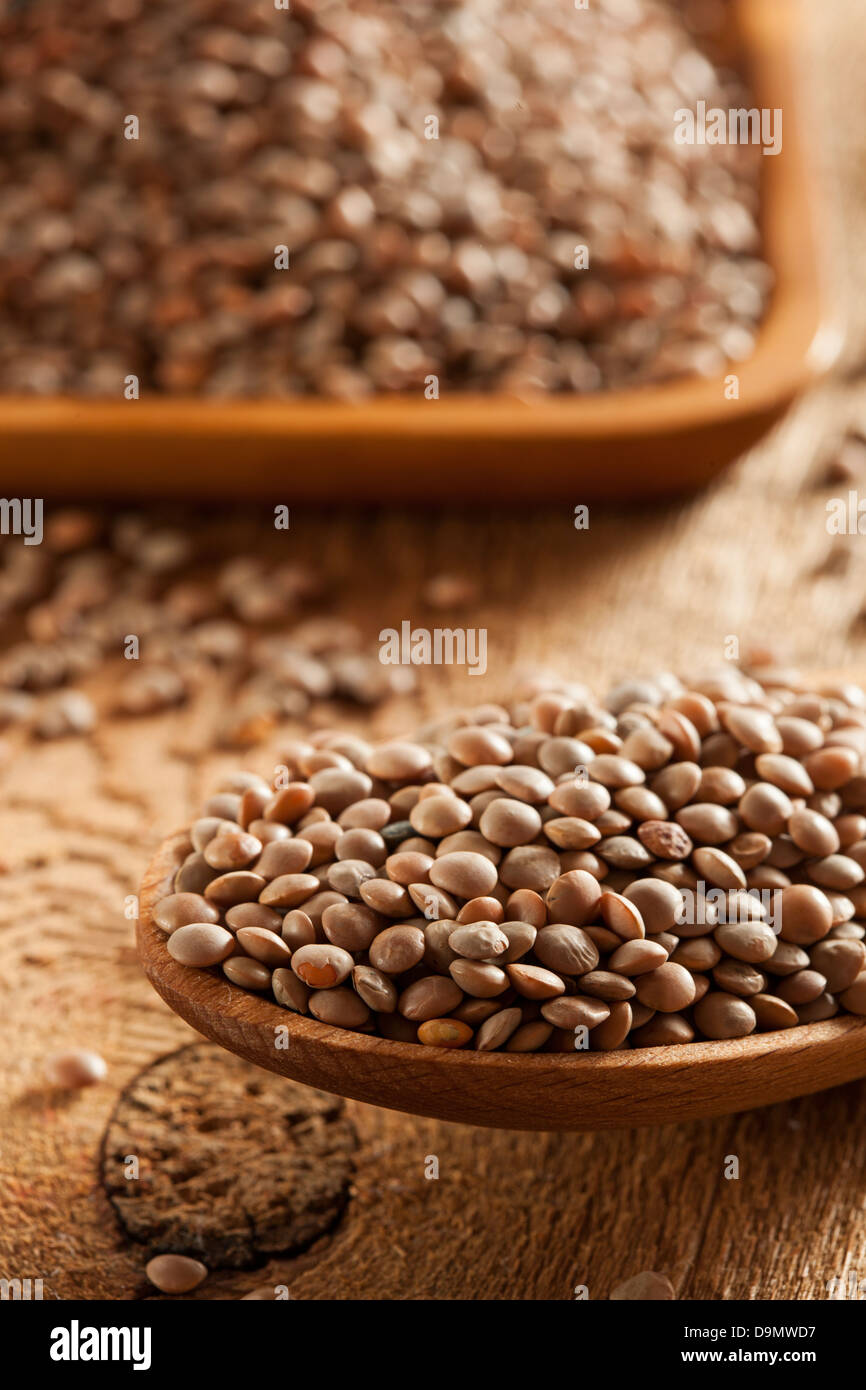 Brown Lentils Organic 3kg - DTE Foods