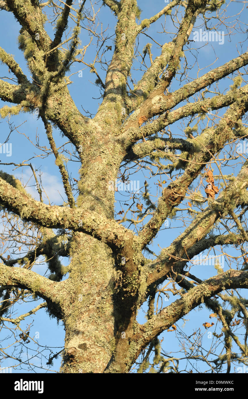 Leaf less tree hi-res stock photography and images - Alamy