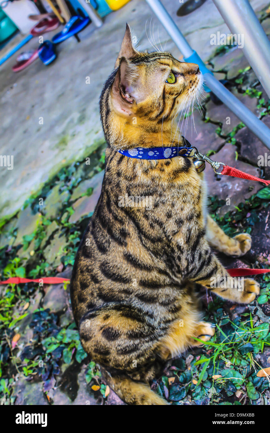 Brindle cat hires stock photography and images Alamy