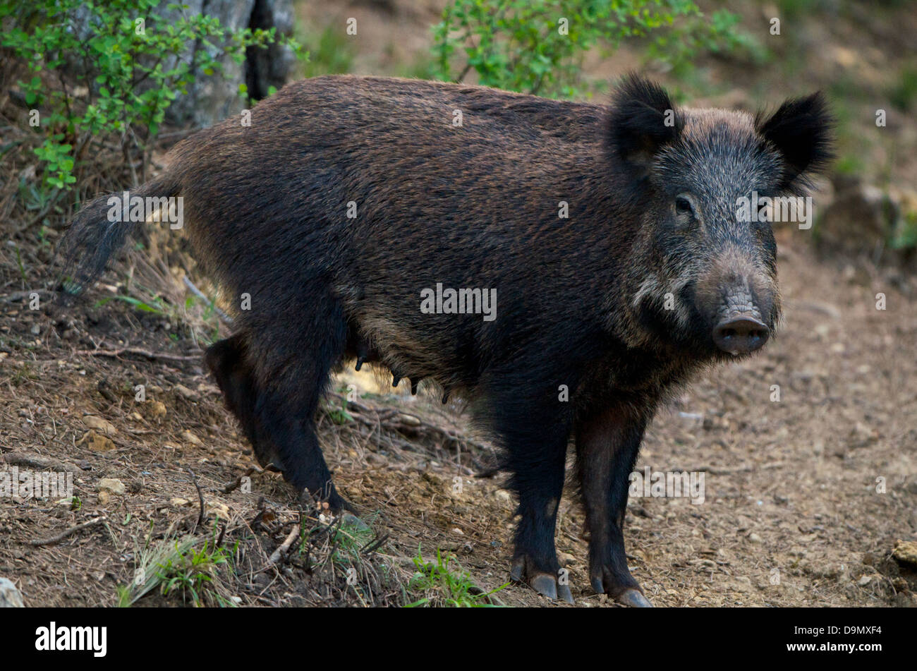 Wild boar spain hires stock photography and images Alamy