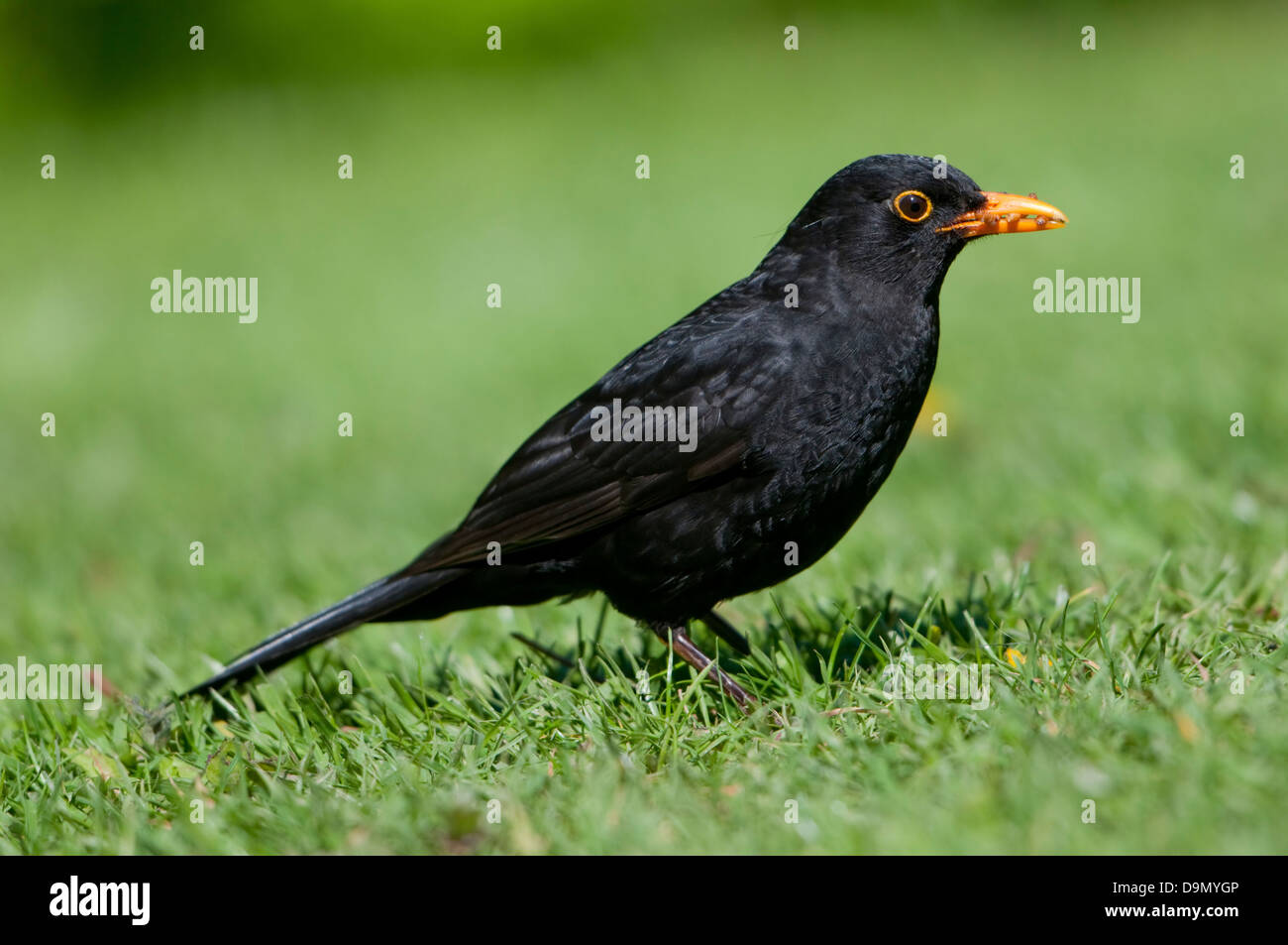 A Male Blackbird with a beak full of mealworms on garden lawn Stock Photo