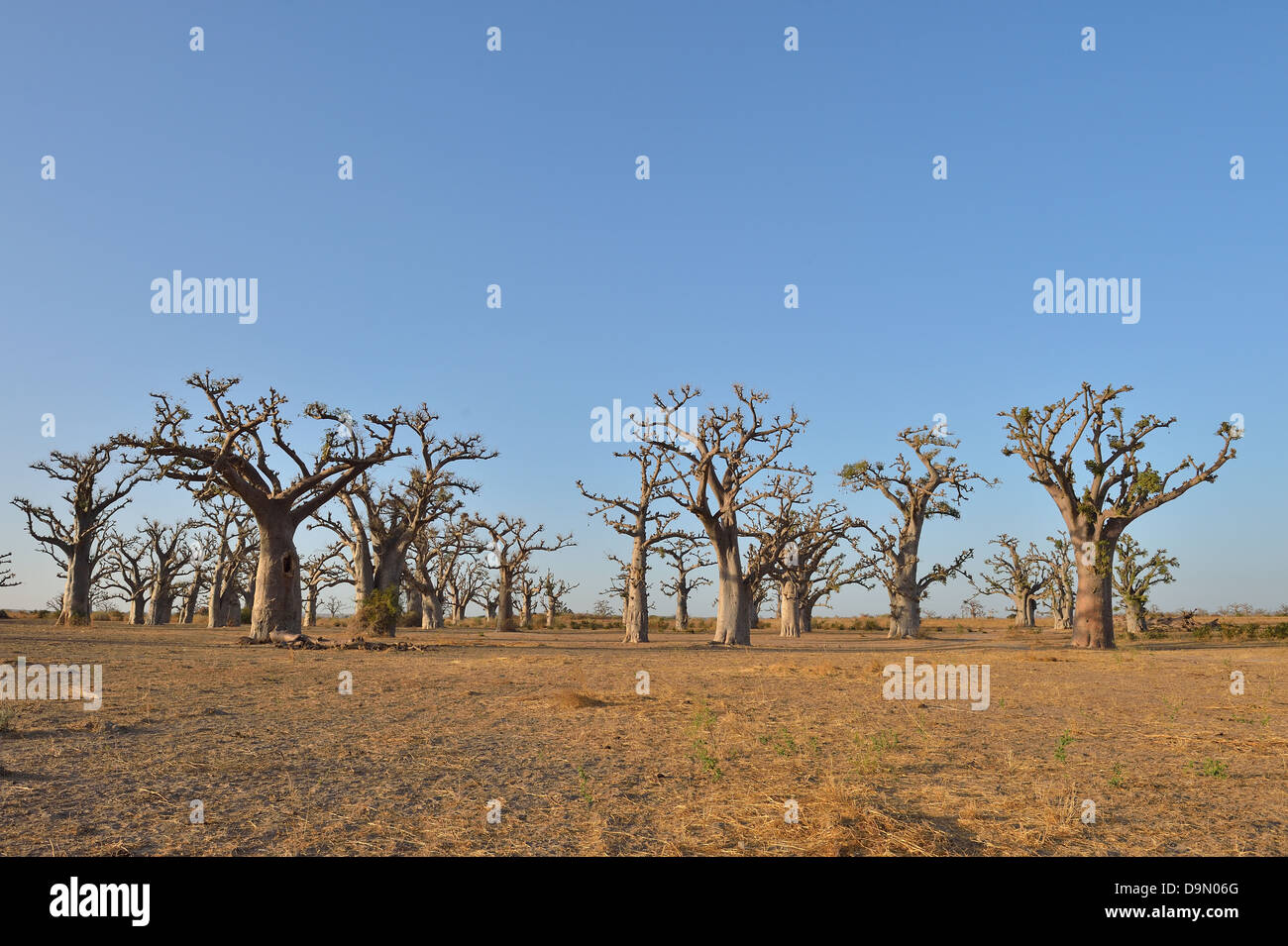 Baobab - Dead-rat tree - Monkey-bread tree - Upside-down tree (Adansonia digitata) near the Reserve of Bandia - Senegal Stock Photo