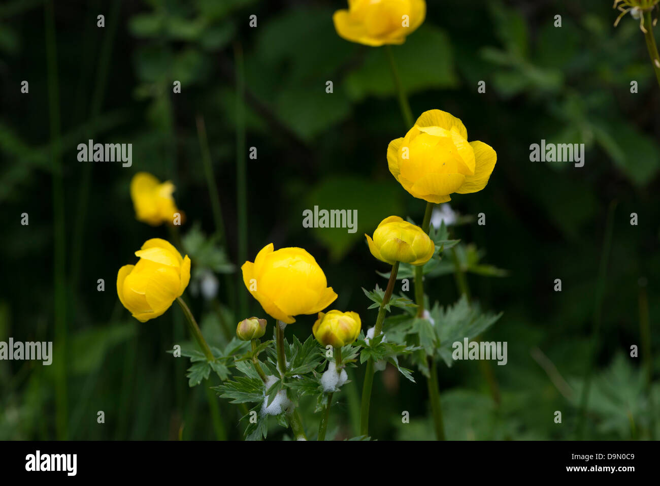 Globe Flowers Stock Photo