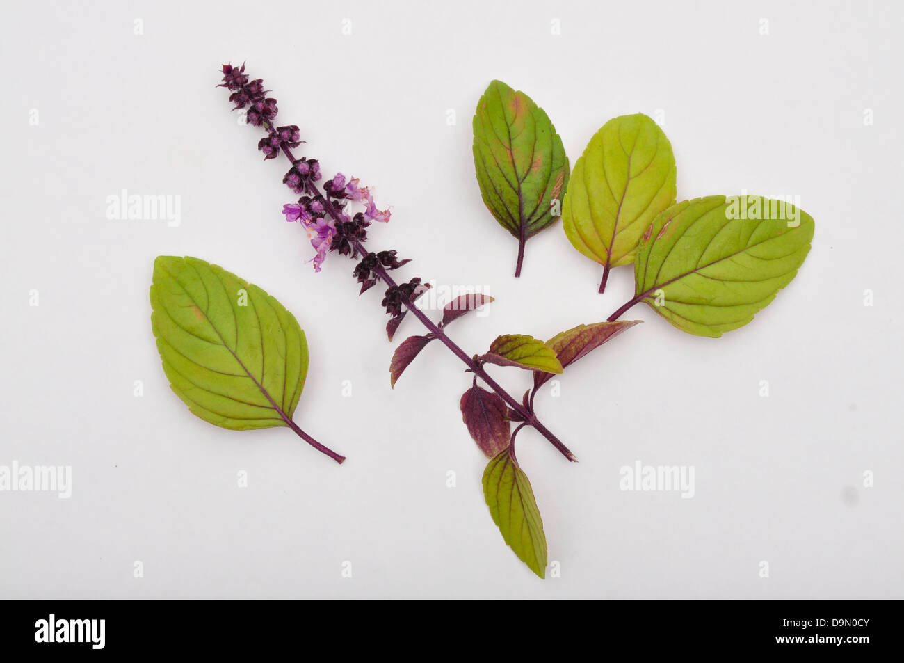 Basil spice hi-res stock photography and images - Alamy