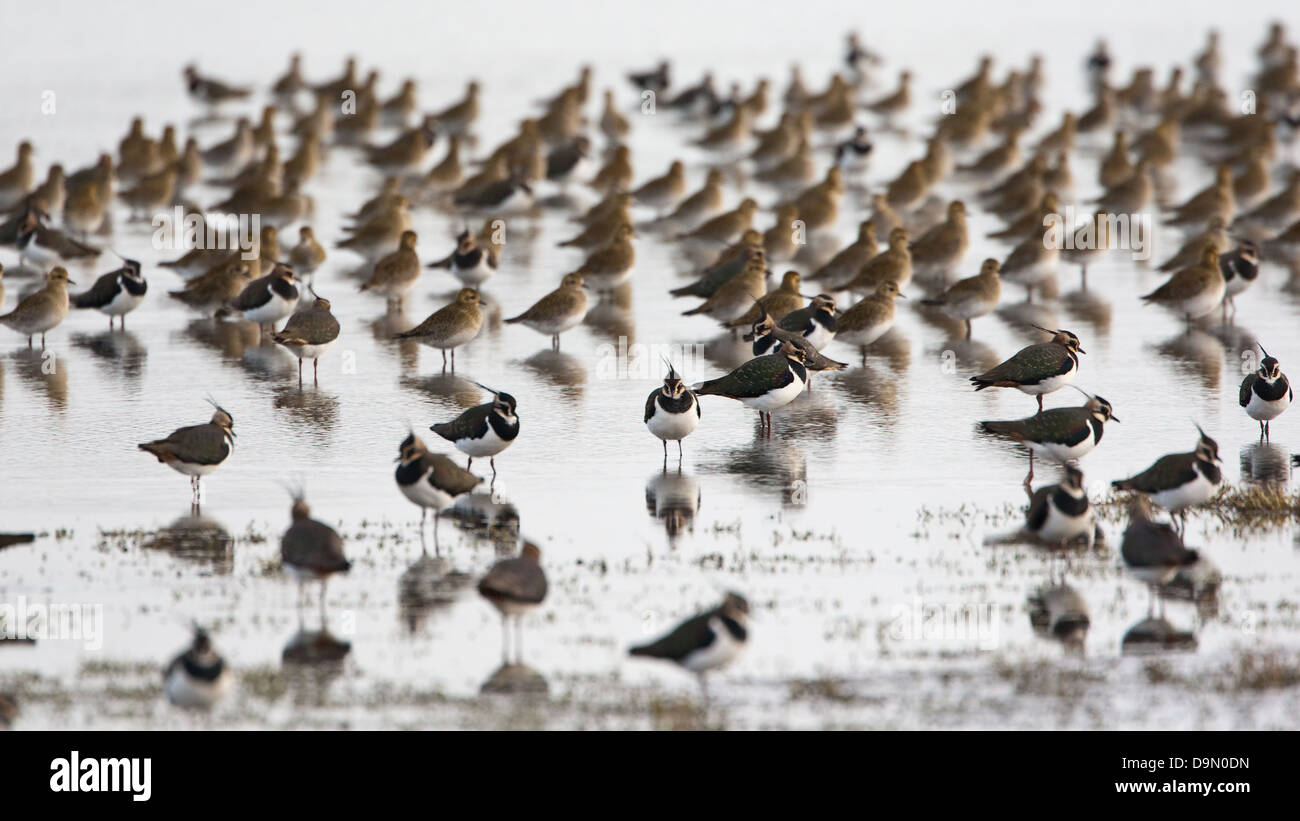 Golden Plover and Lapwings standing in pools Stock Photo Alamy