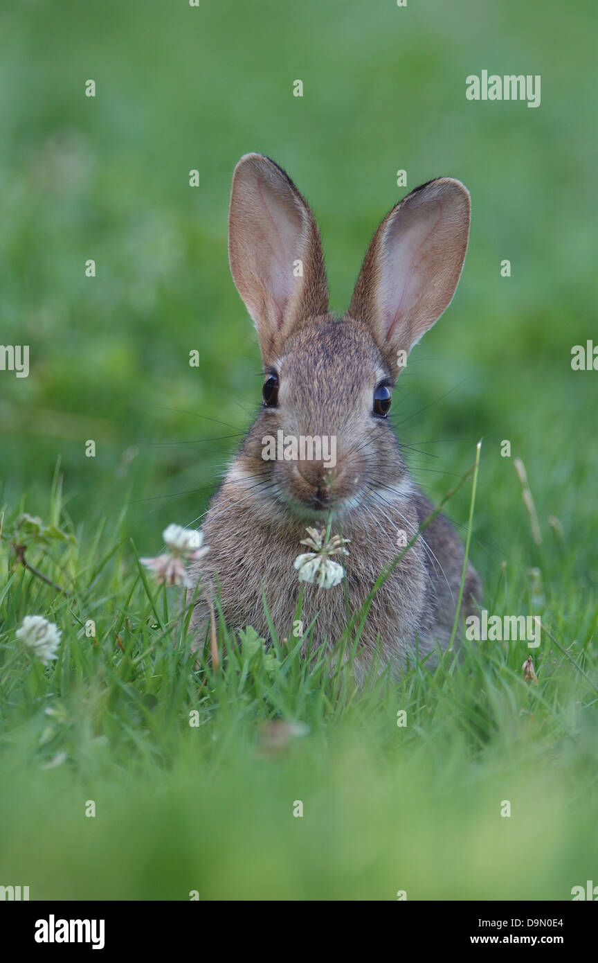 European Rabbit (Oryctogalus cuniculus) eating flower of clover Stock