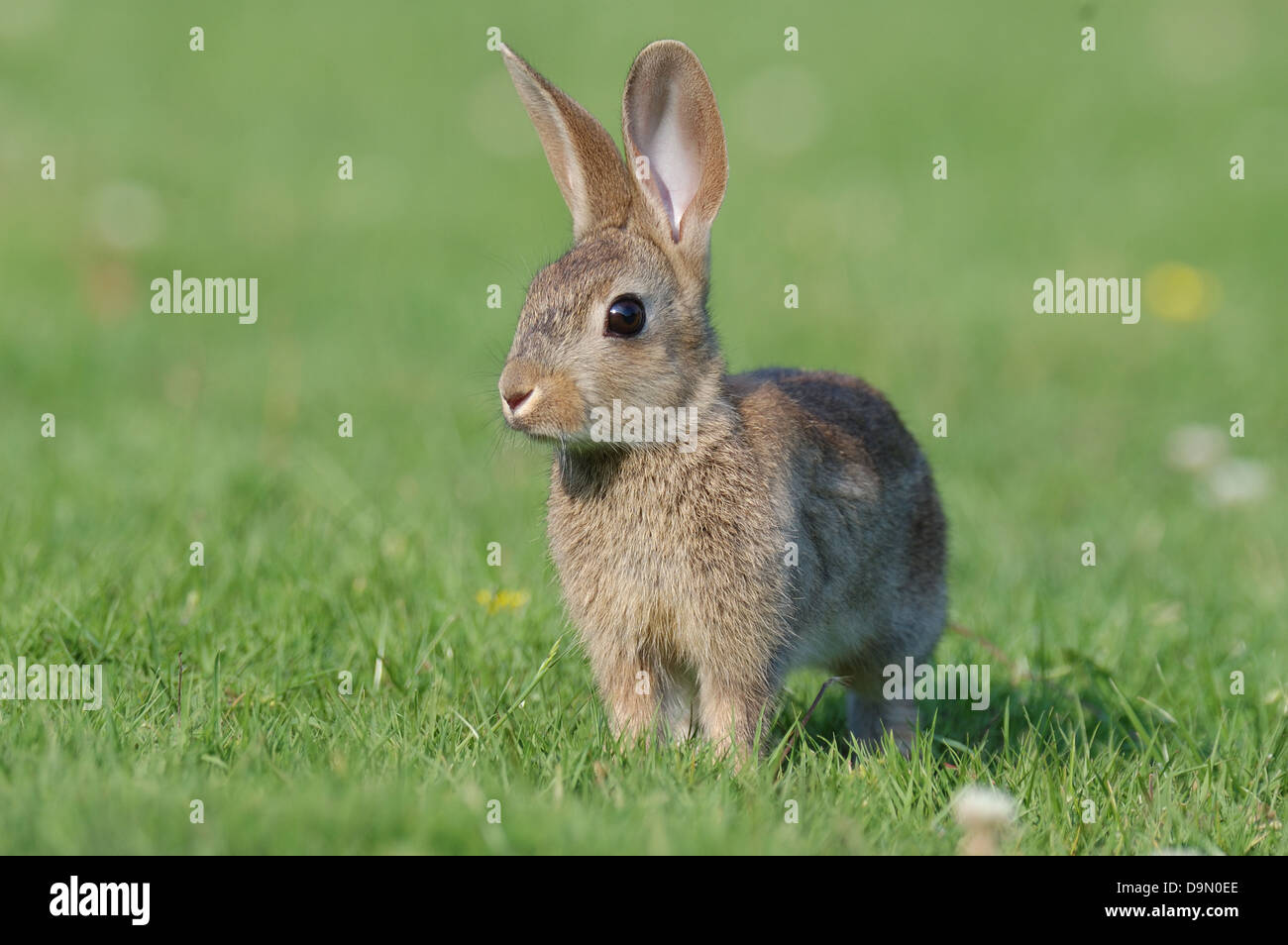 European Rabbit (Oryctogalus cuniculus) sitting in the grass Stock ...