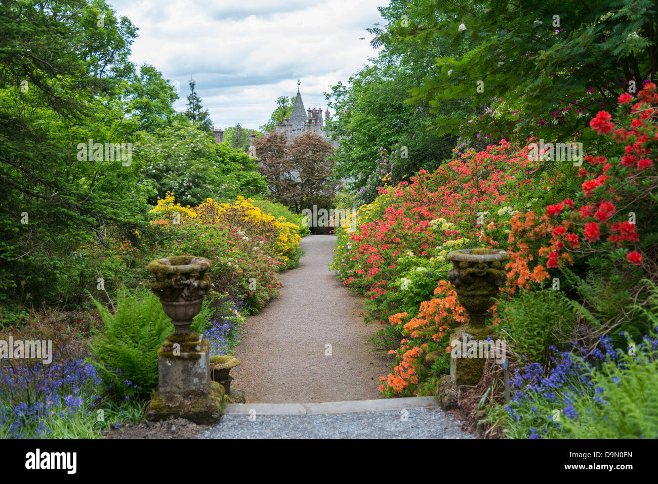 Azalea walk at Dawyck Stock Photo - Alamy