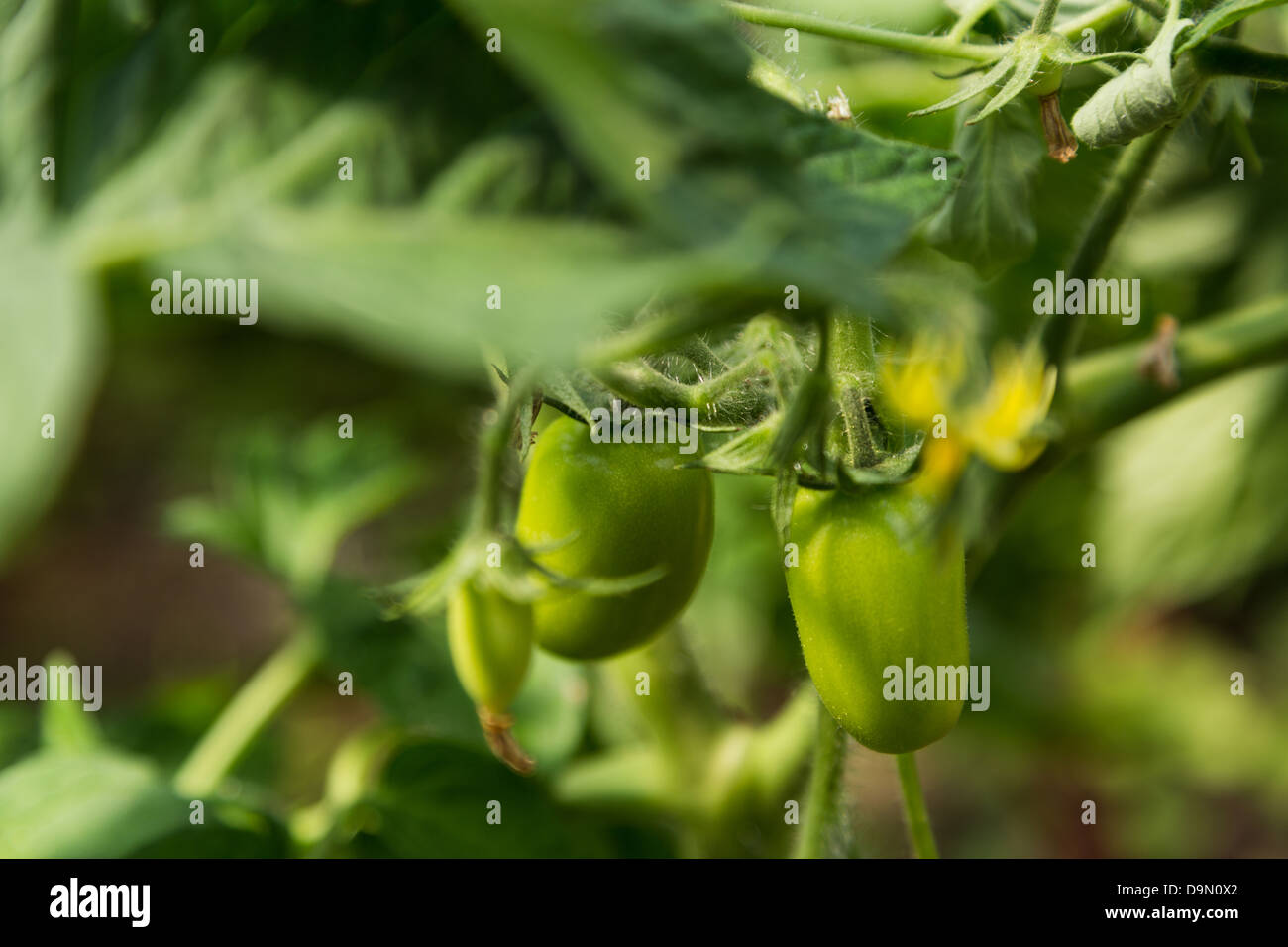 unripe green tomato on shrub in hothouse Stock Photo