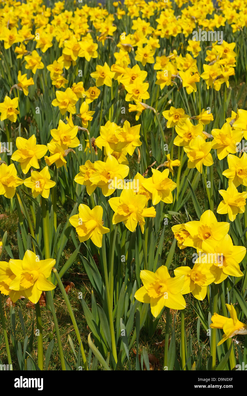 Daffodils in park a popular symbol of the spring season whose flowers bloom during springtime Stock Photo