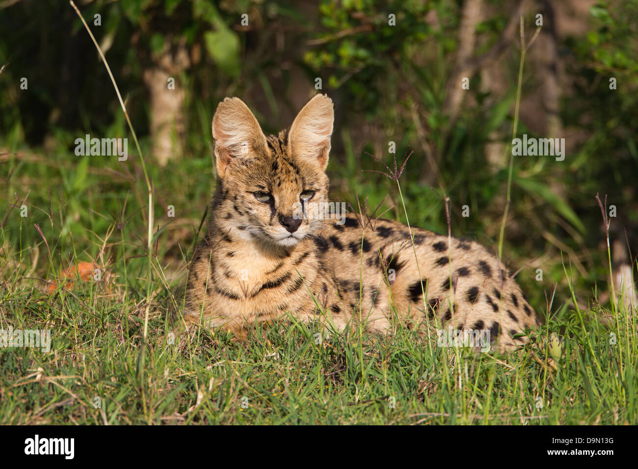 Serval Cat closeup, Masai Mara, Kenya Stock Photo Alamy