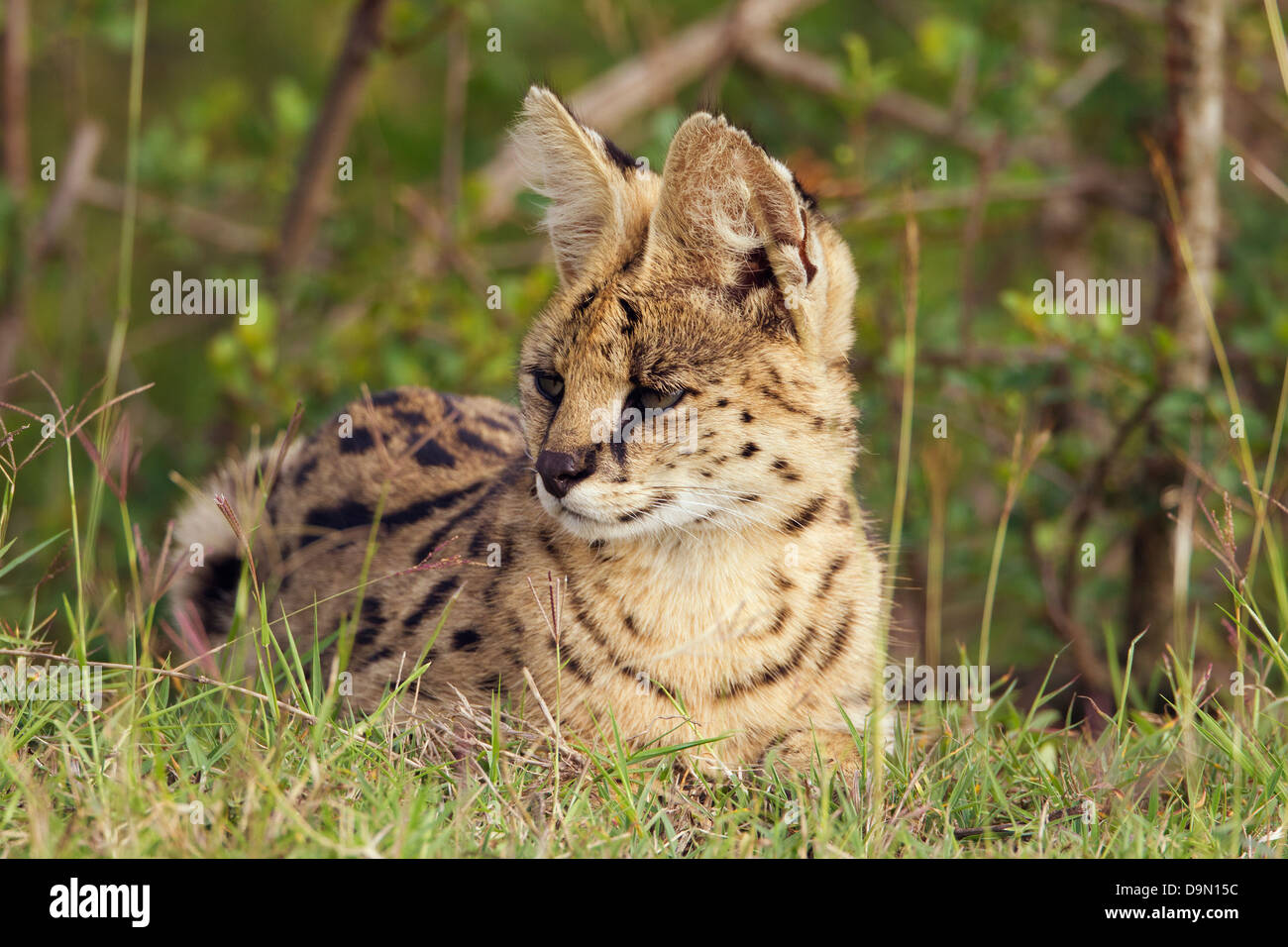 Serval Cat closeup portrait, Masai Mara, Kenya Stock Photo Alamy