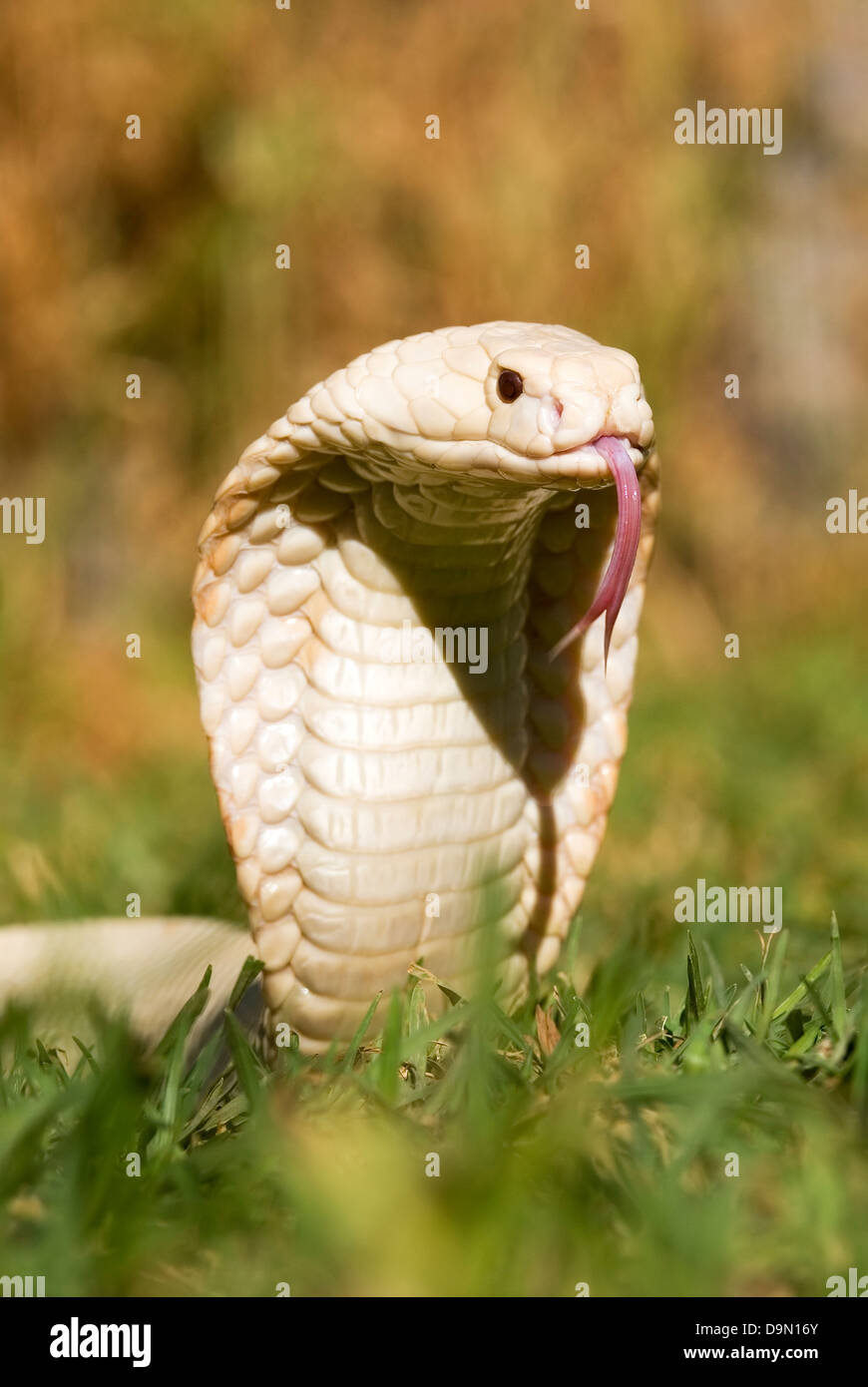 Cobra Snake flicking it's tongue Stock Photo