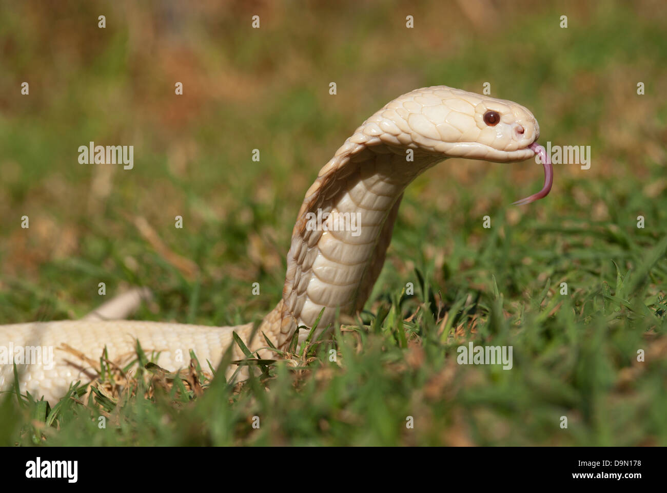 Cobra Snake flicking it's tongue Stock Photo Alamy