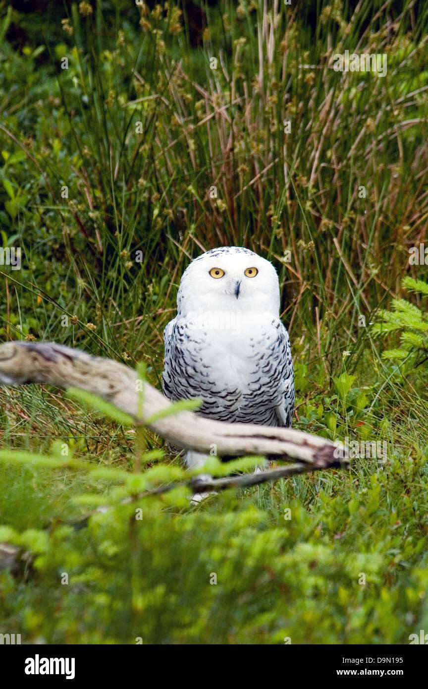 Snowy Owl, Bubo scandiacus Stock Photo - Alamy