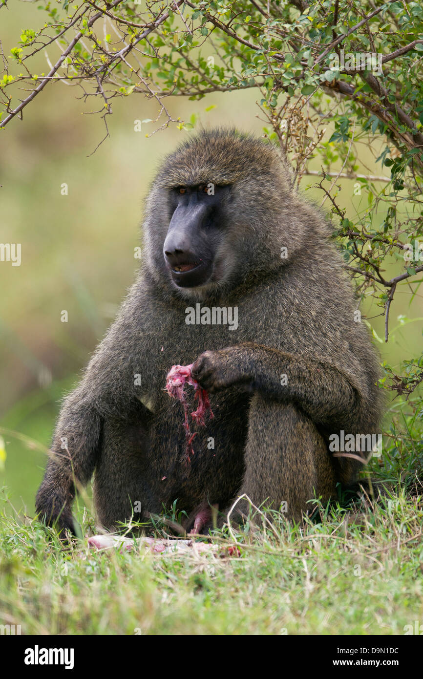 Baboon at a kill hi-res stock photography and images - Alamy
