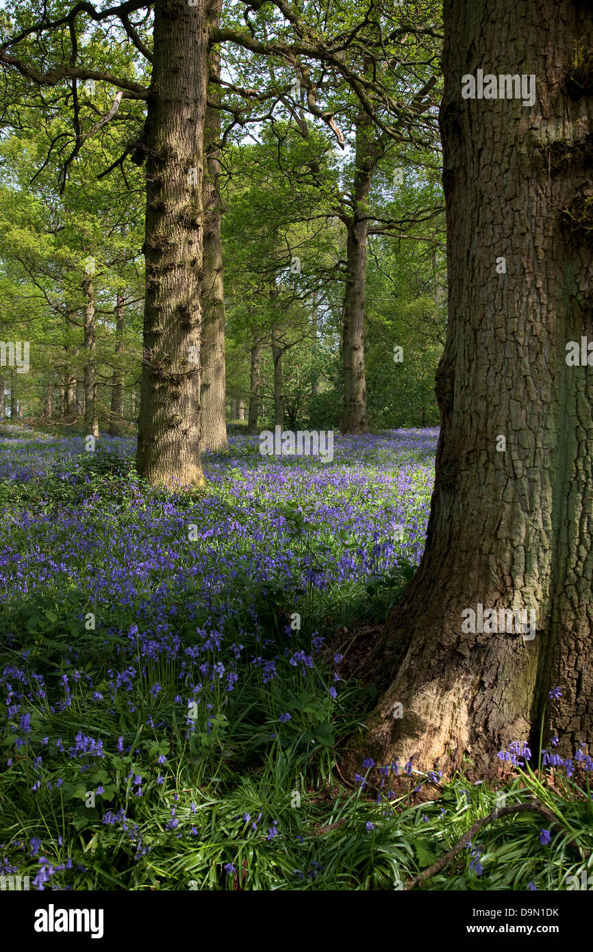 Bluebell carpet in woodlands Stock Photo - Alamy