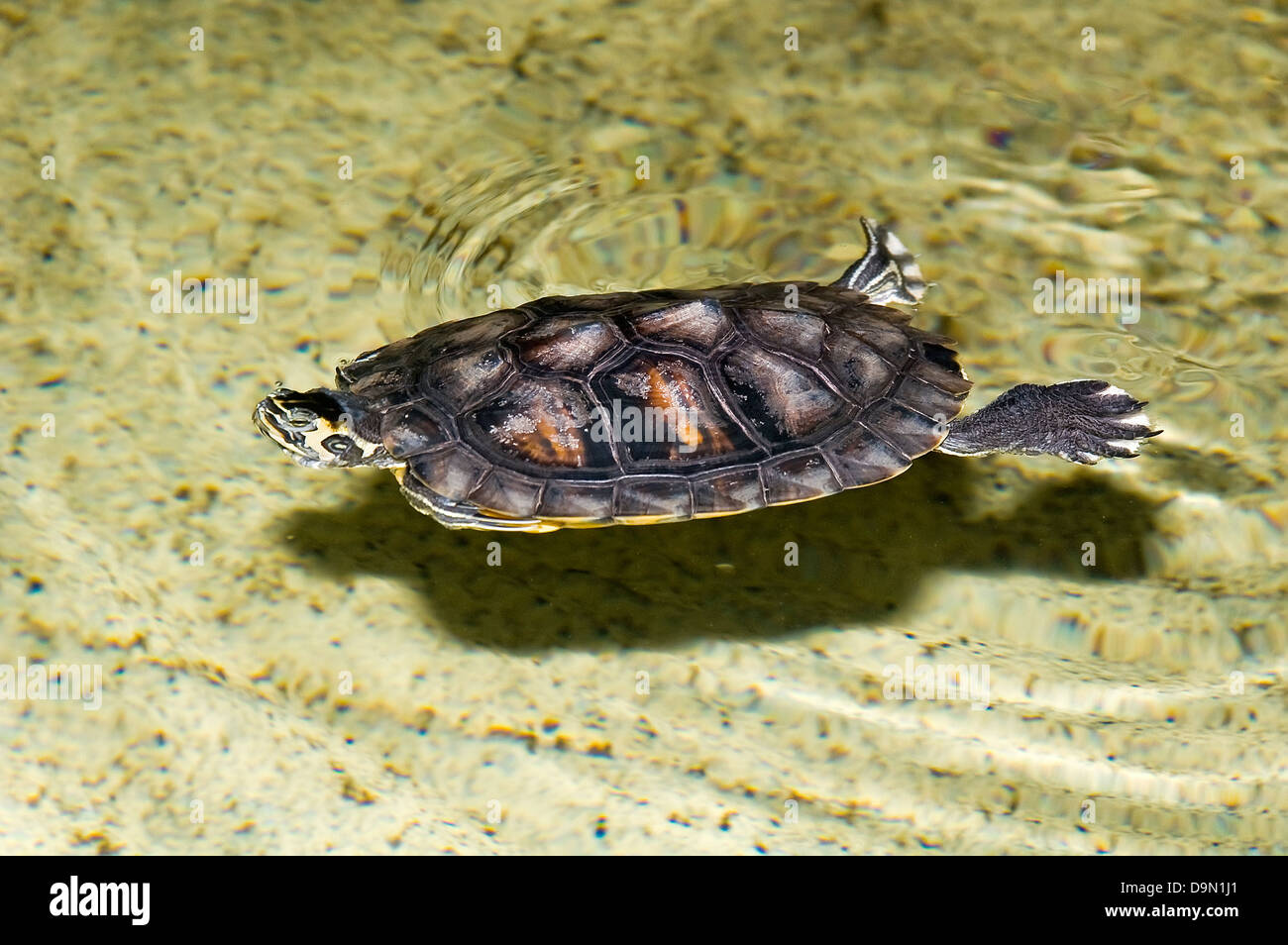 Turtle swim in shallow water Stock Photo