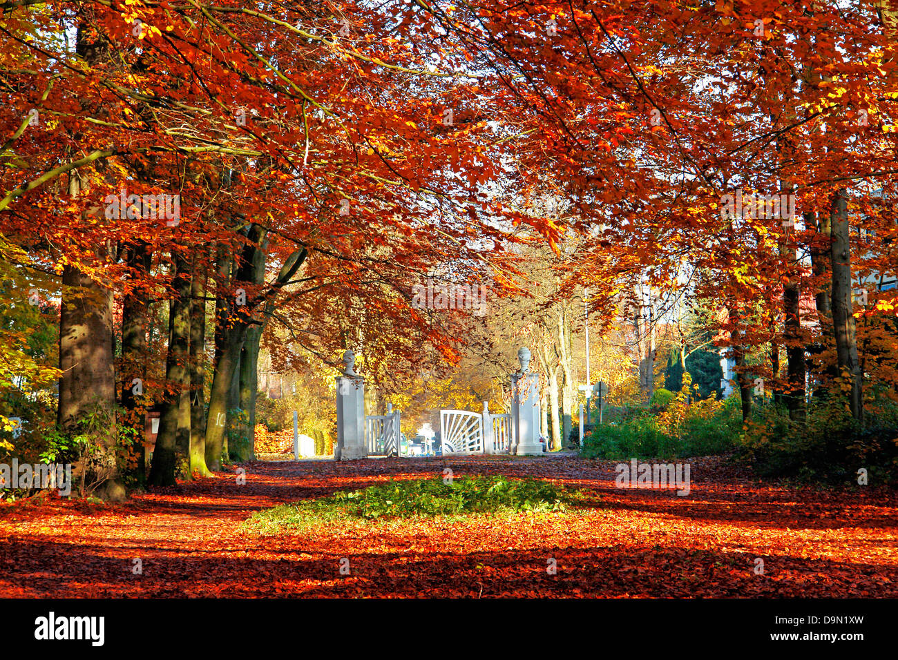 autumn, autumn foliage, wood, rears up, foliage, way, season Stock Photo