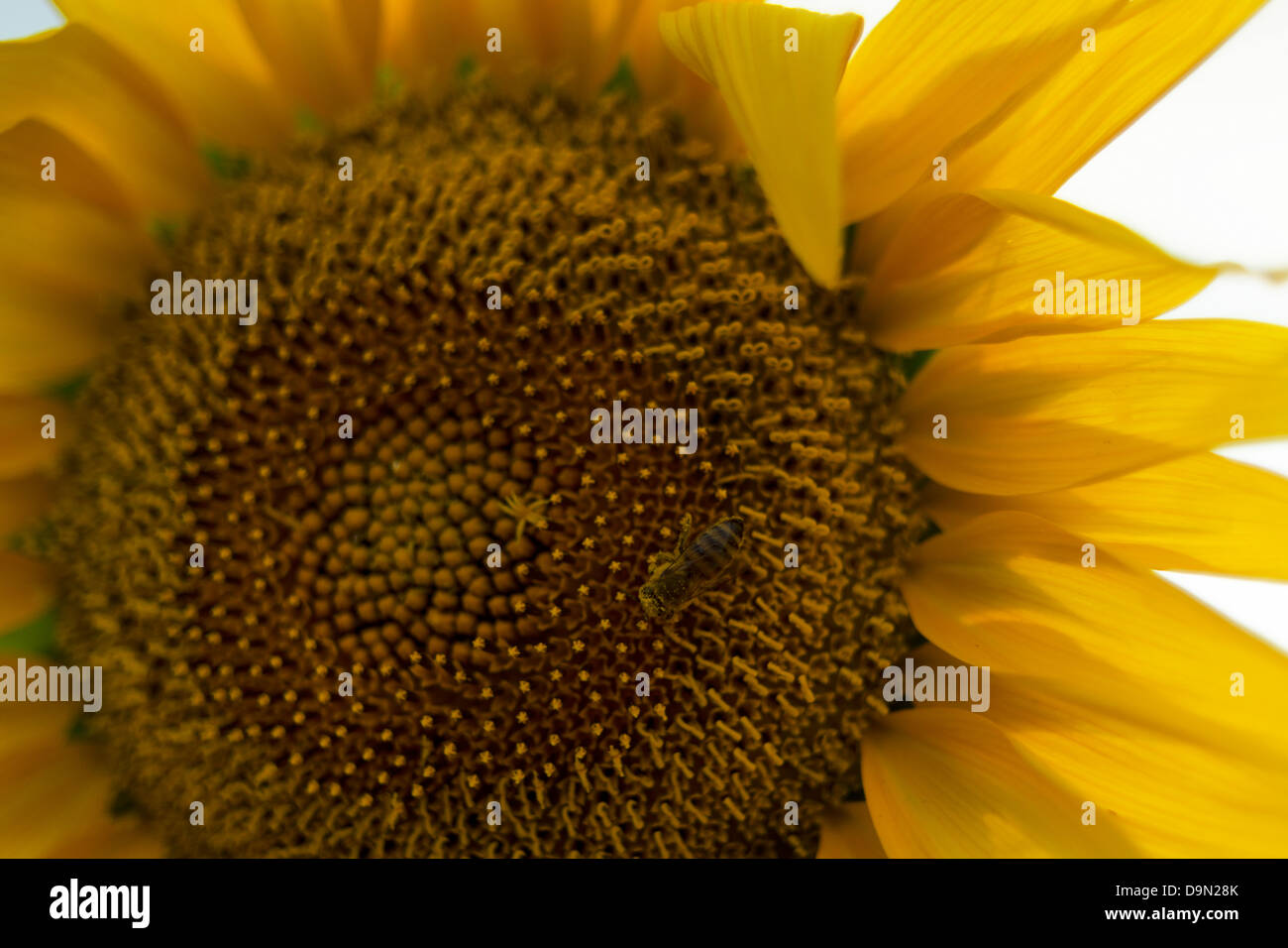 A bee collecting pollen from a sunflower Stock Photo