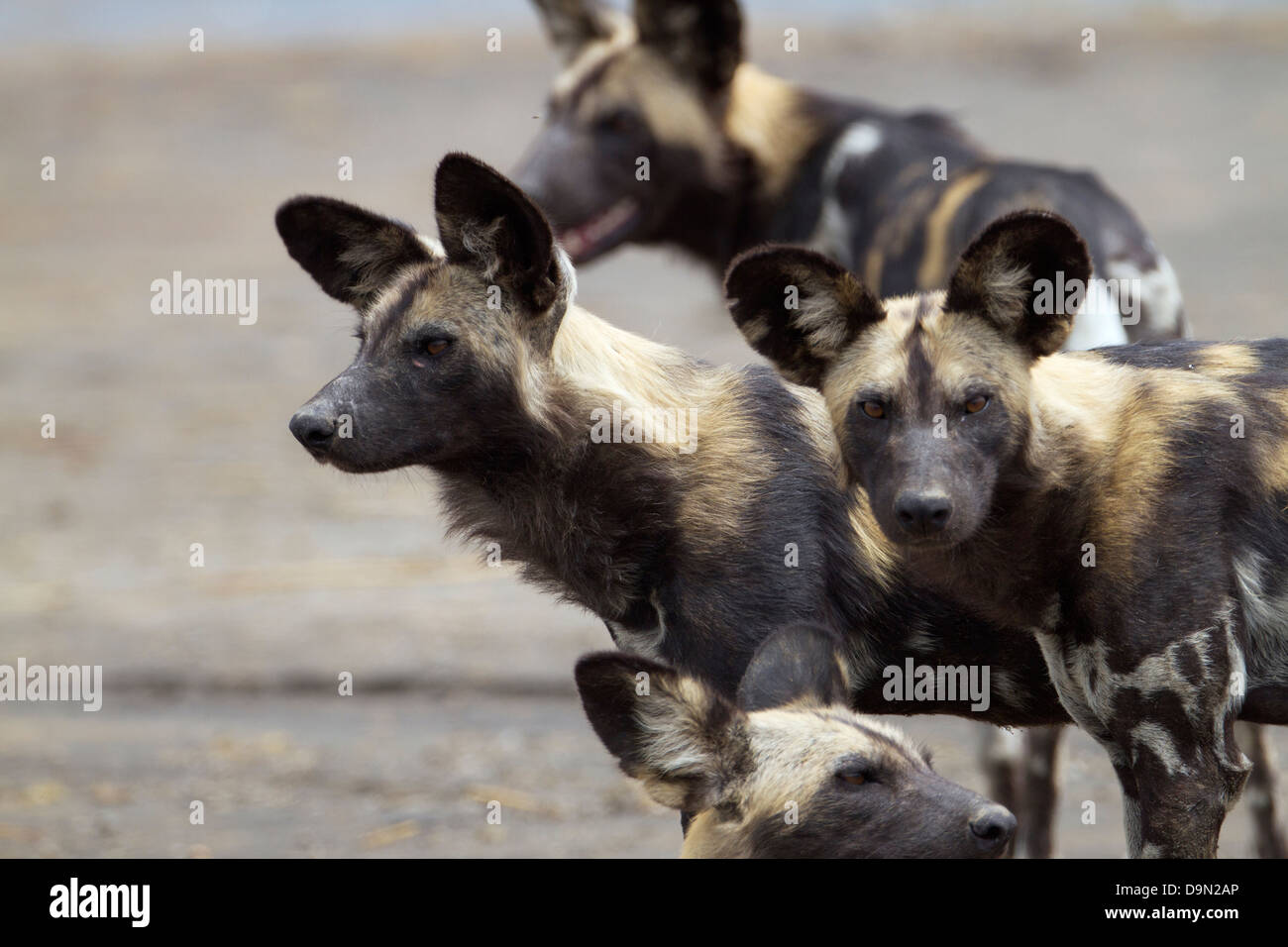 African wild dog close up portrait, Serengeti, Tanzania Stock Photo - Alamy