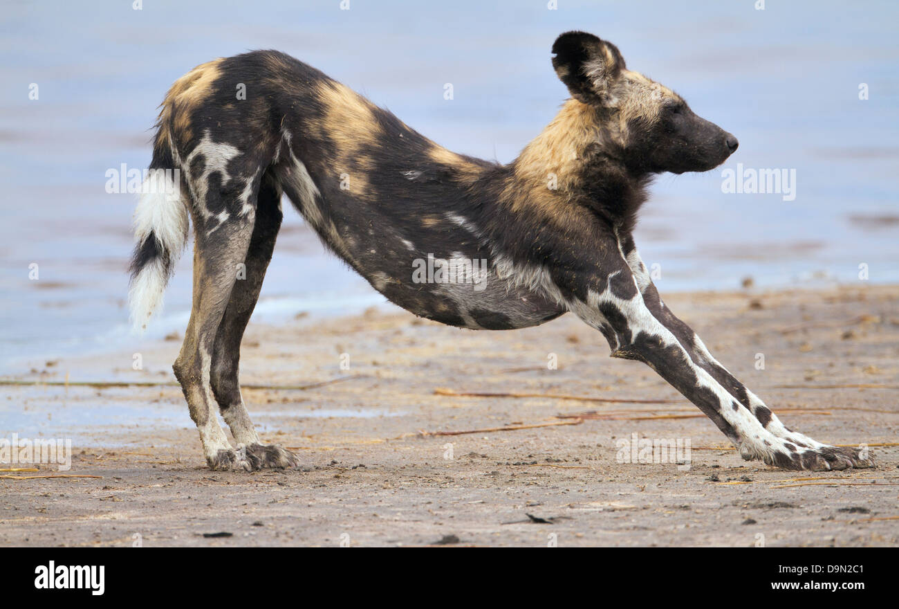 african wild dog close up stretching his body, Serengeti, Tanzania Stock Photo