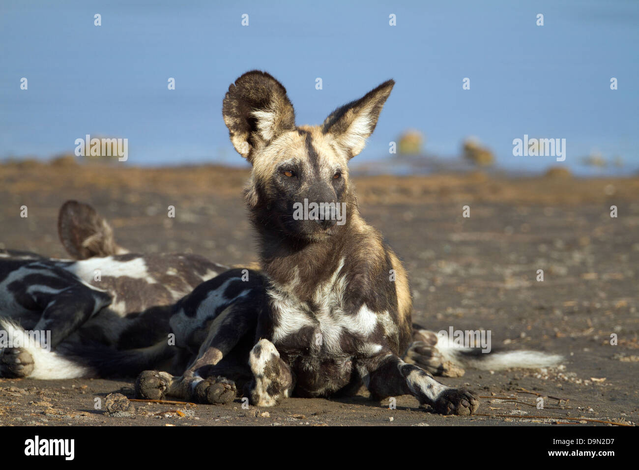 African wild dog close up portrait, Serengeti, Tanzania Stock Photo