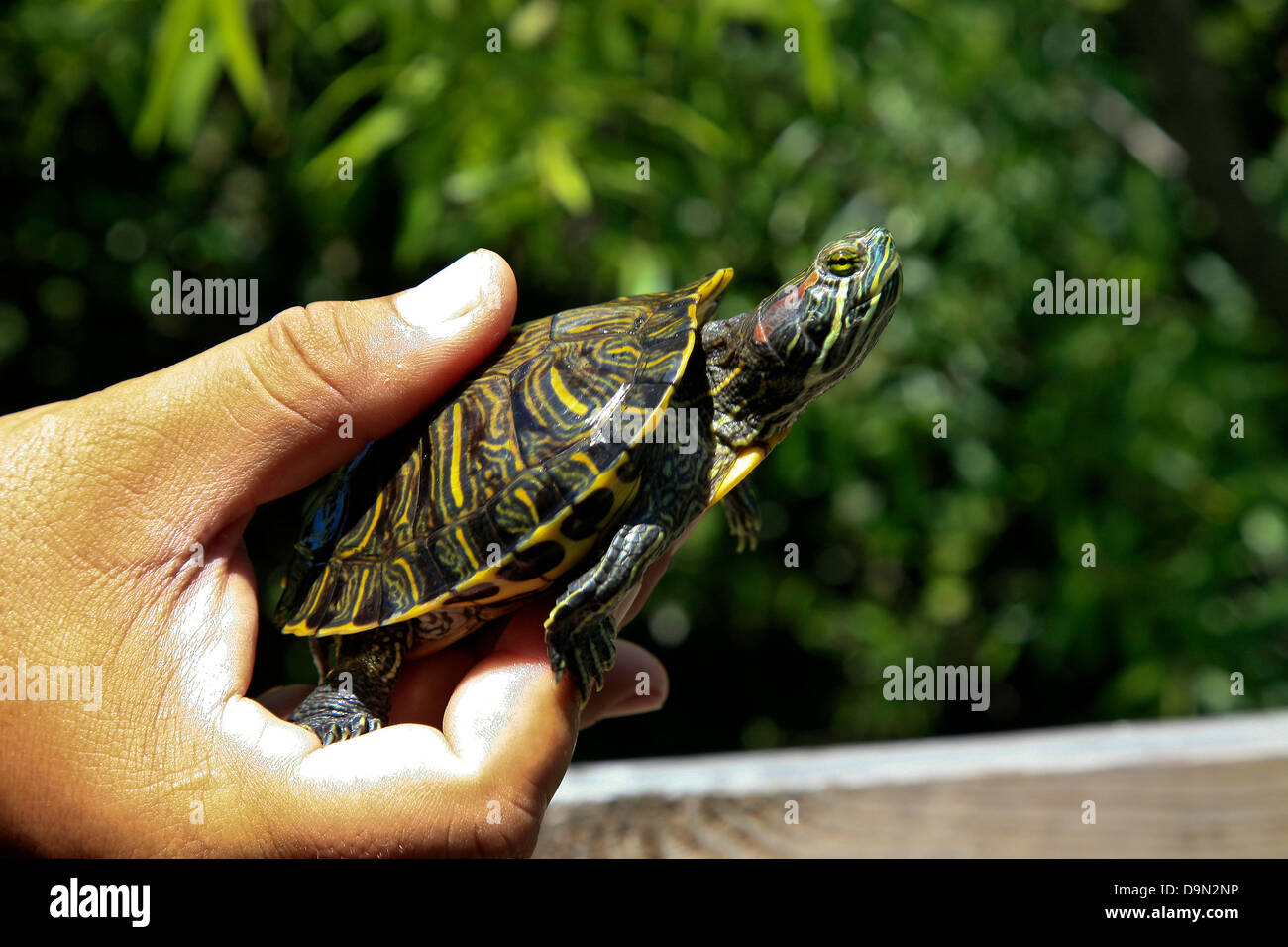 Wild Turtle held in hand by Native Guide in the Everglades National Park;Florida;USA;America Stock Photo