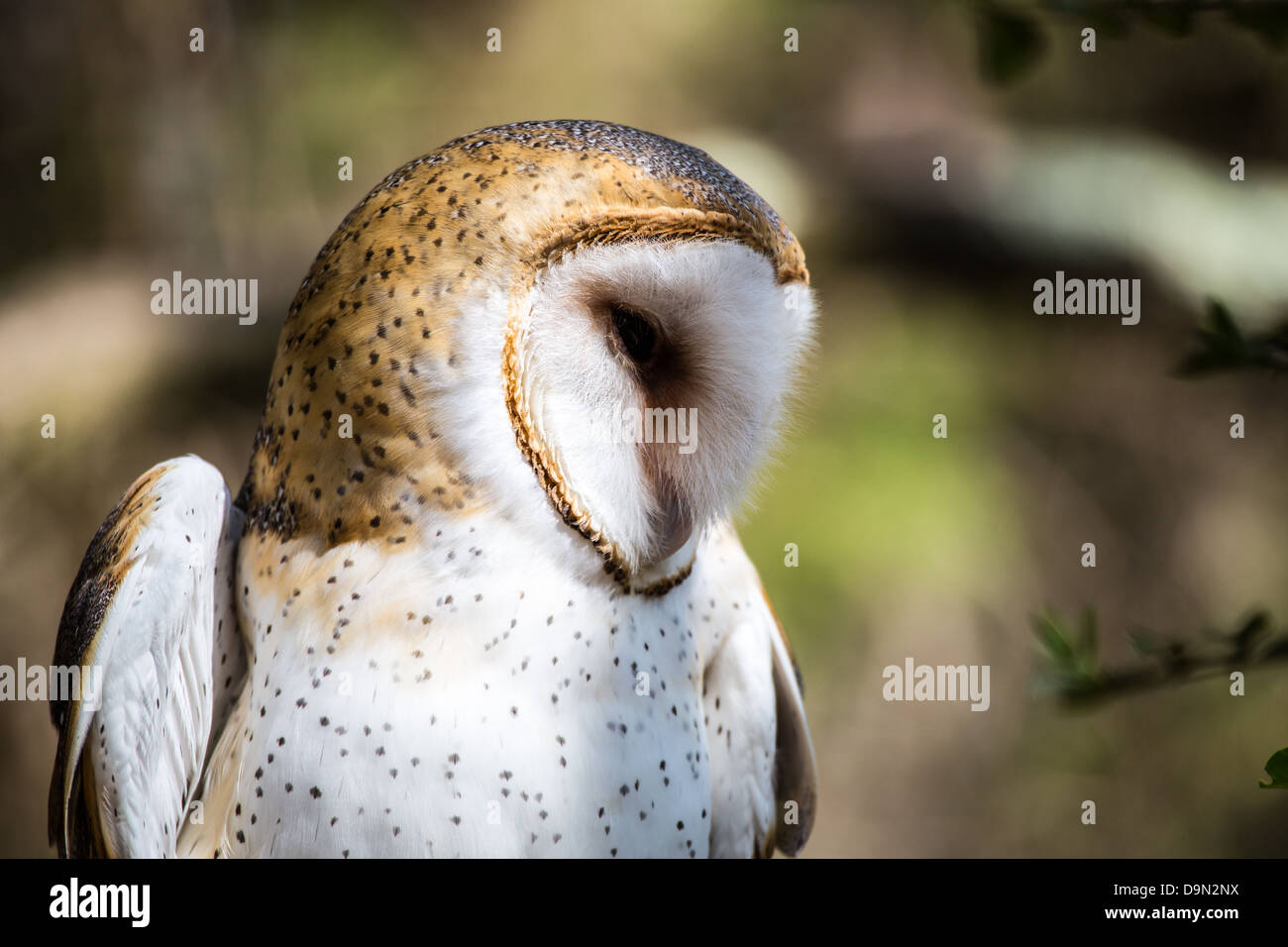 A Barn Owl poses for the camera at the Carolina Raptor Center. Beautiful snowy white face and deep black eyes. Stock Photo