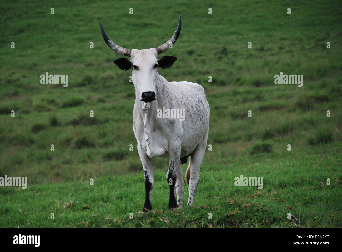 A cow stares in Obudu Cattle Ranch, Cross River State, Nigeria Stock