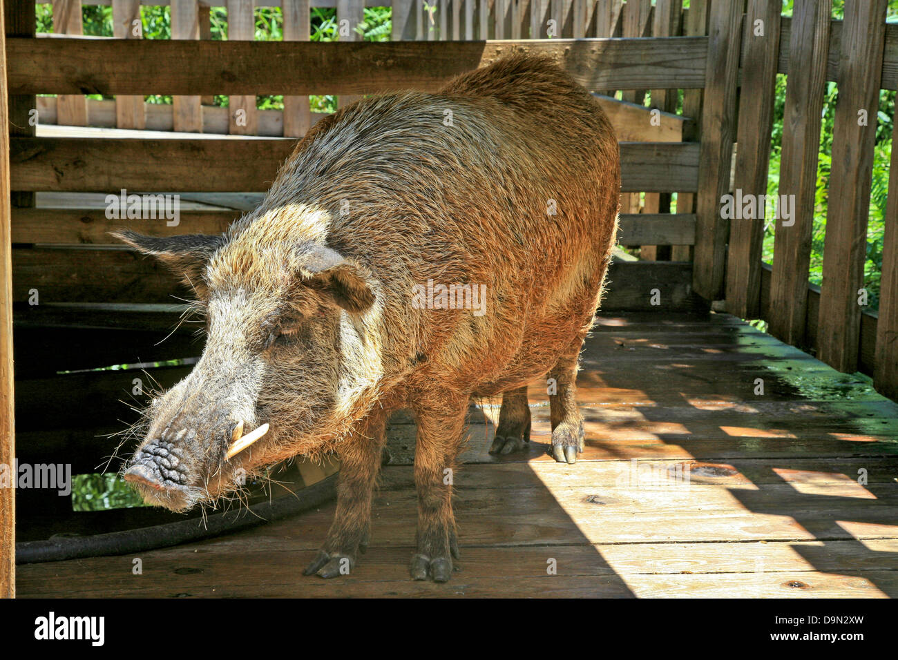 Wild Pig or Bore in Florida's Everglades National Park;Eco-Tours, USA;America;North America Stock Photo
