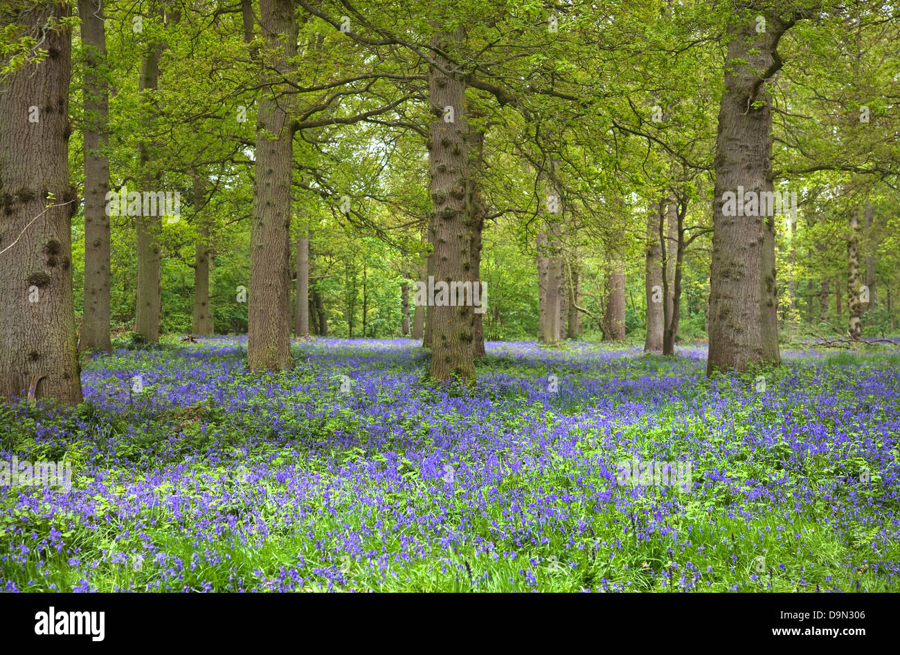 Bluebell carpet in woodlands Stock Photo Alamy