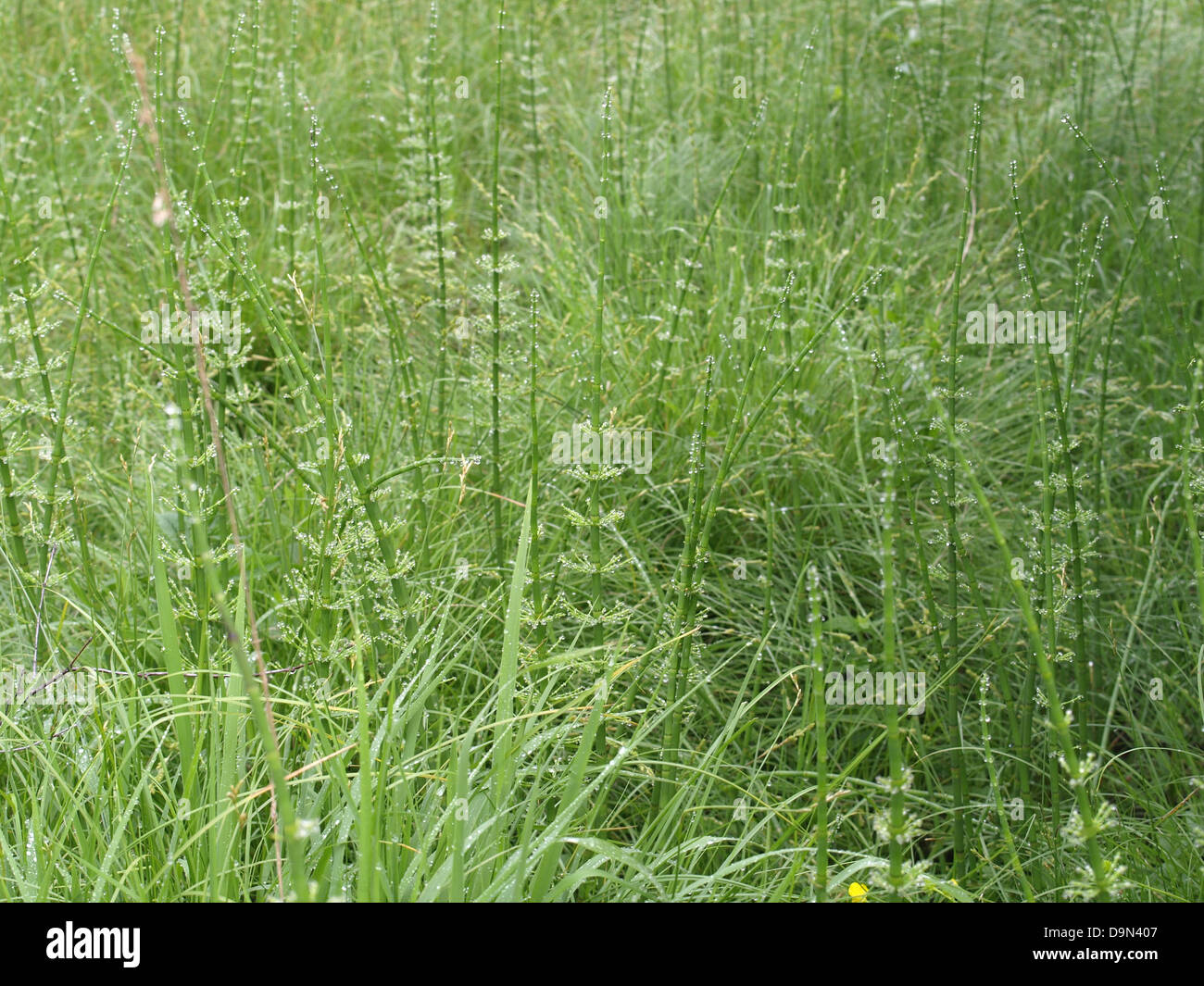 water horsetail / Equisetum fluviatile / Teich-Schachtelhalm Stock Photo