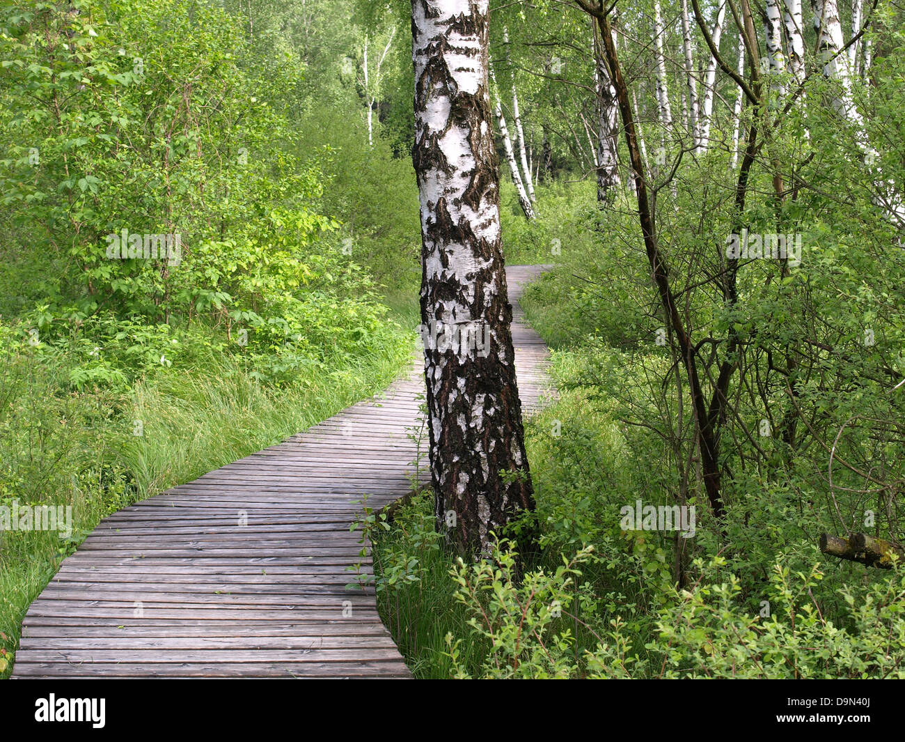 Planked footpath in a bog Stock Photo
