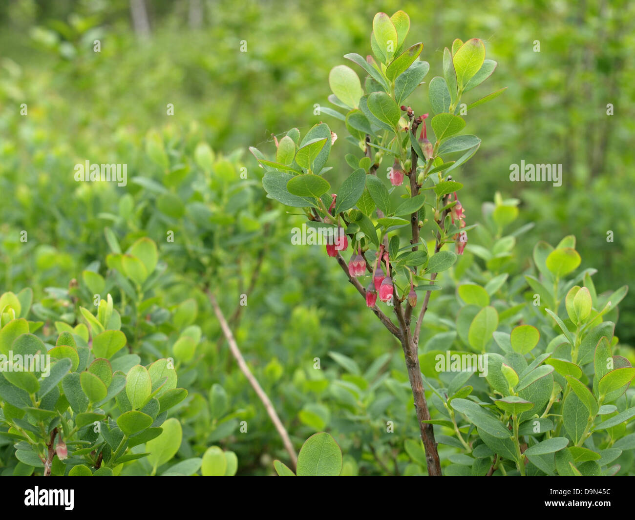 Bog bilberry, northern bilberry / Vaccinium uliginosum / Rauschbeeren
