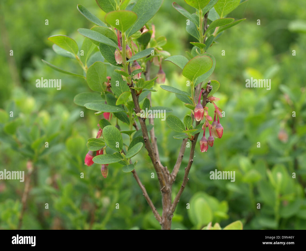 Bog bilberry, northern bilberry / Vaccinium uliginosum / Rauschbeeren