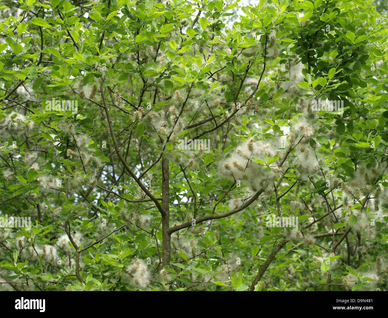 Ear willow with seeds Stock Photo