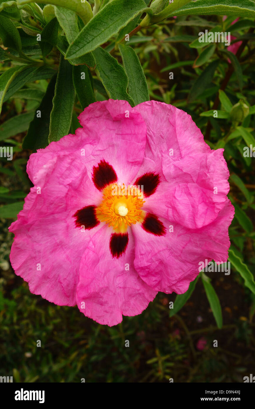 Cistus purpureus Orchid Rockrose Stock Photo