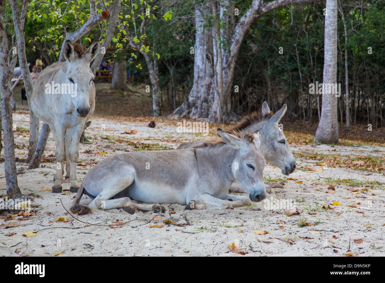 Wild donkeys on Honetmoon Beach on the Caribbean Island of St John in