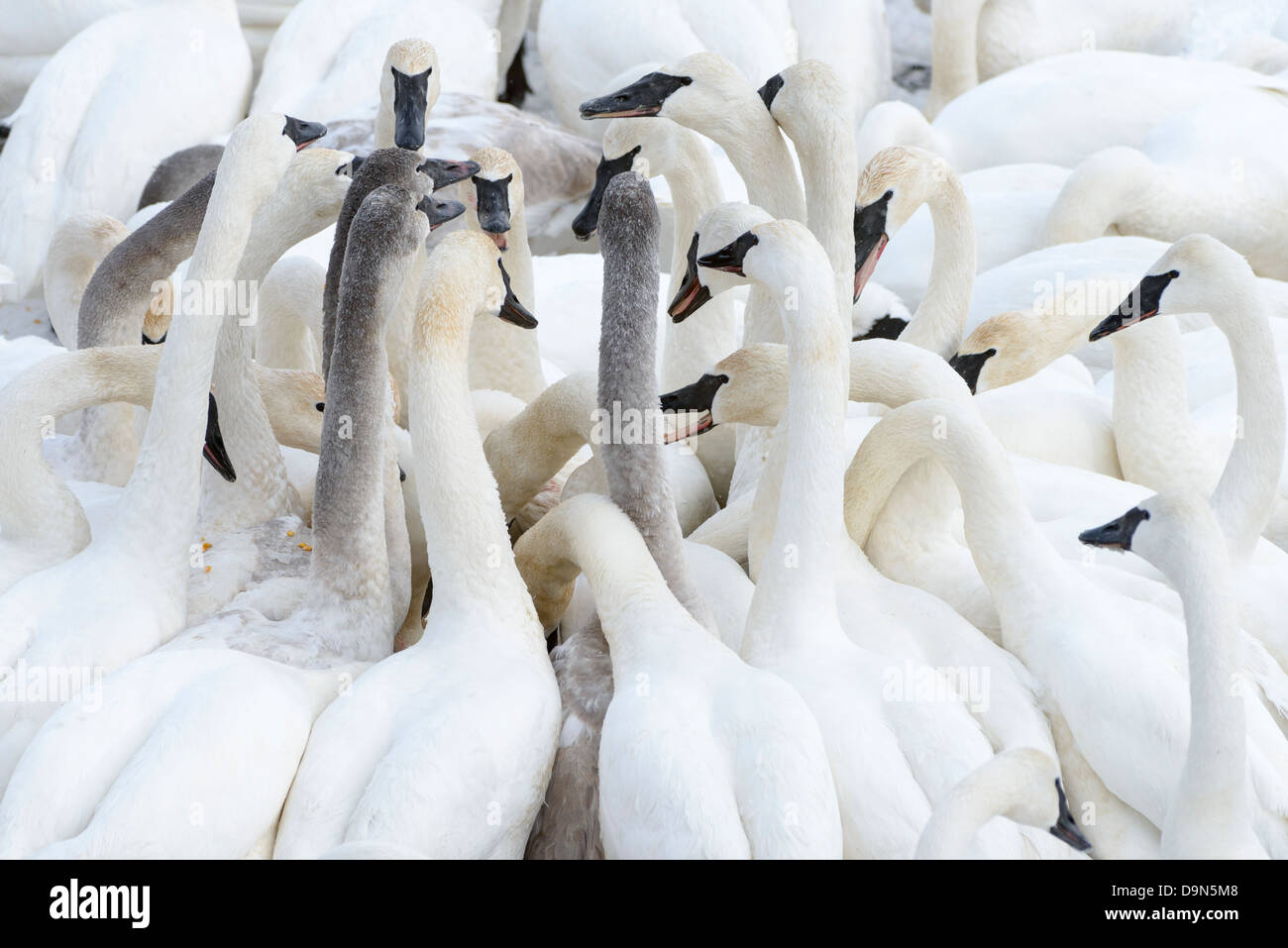 Wild trumpeter swans feeding on corn provided through local support. Stock Photo