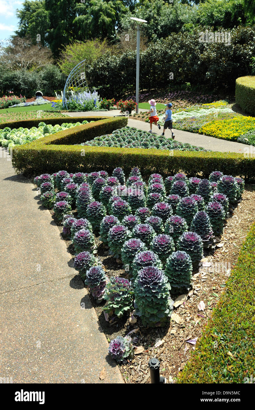 Ornamental cabbages growing in the Roma Street Parkland, Brisbane, Queensland, Australia Stock Photo