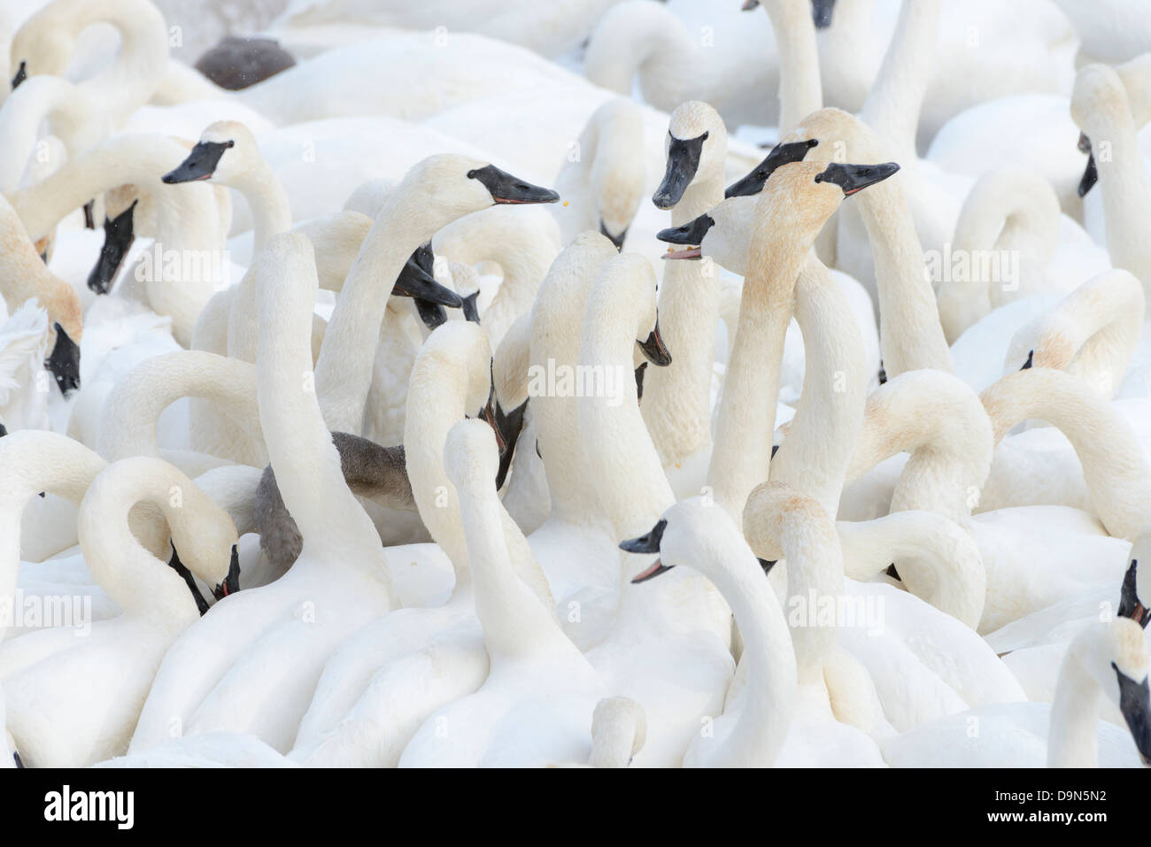 Wild trumpeter swans feeding on corn provided through local support. Stock Photo