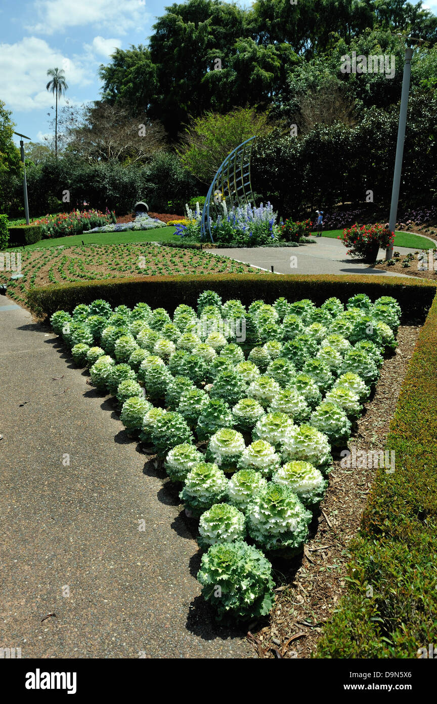 Ornamental cabbages growing in the Roma Street Parkland, Brisbane