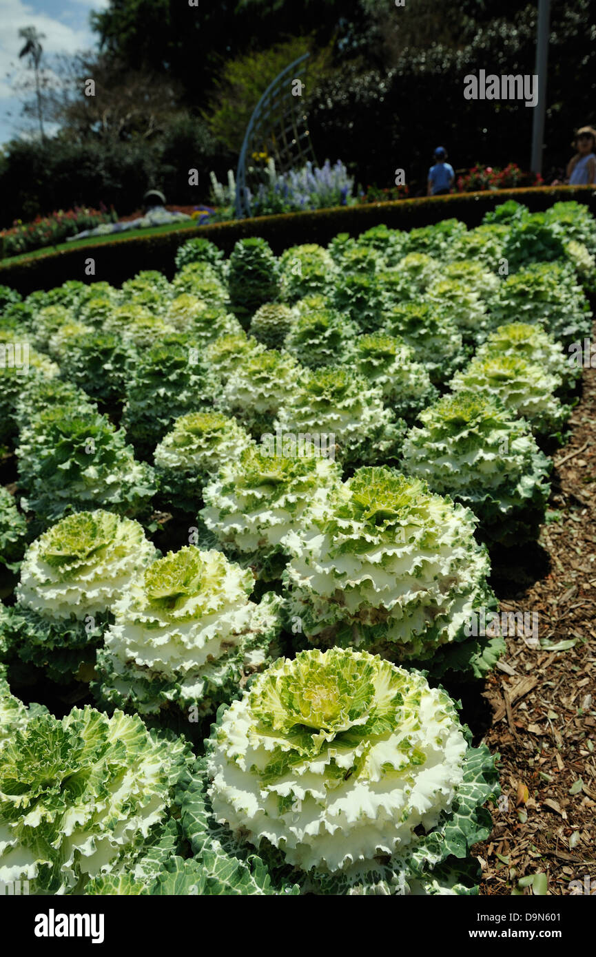 Ornamental cabbages growing in the Roma Street Parkland, Brisbane