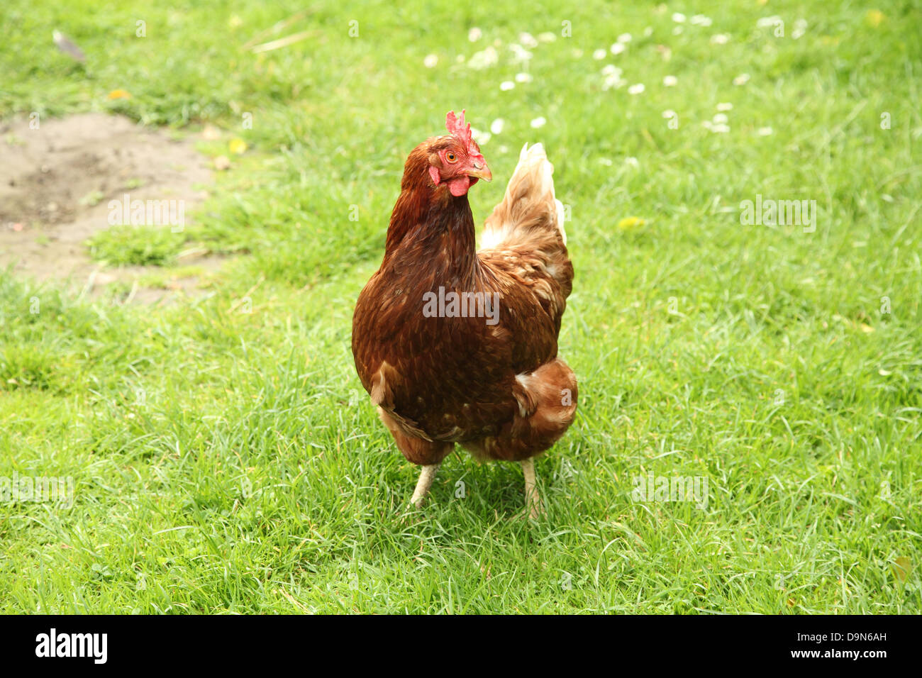 Chicken on an organic smallholding in Sussex, UK Stock Photo