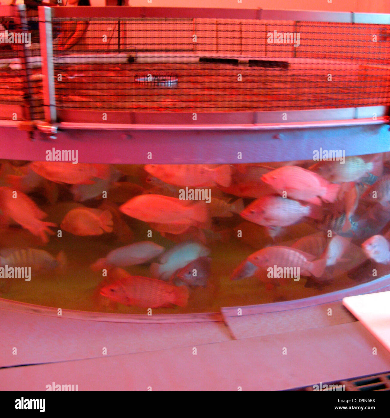 intensive fish farming,epcot center,orlando,florida,usa Stock Photo Alamy