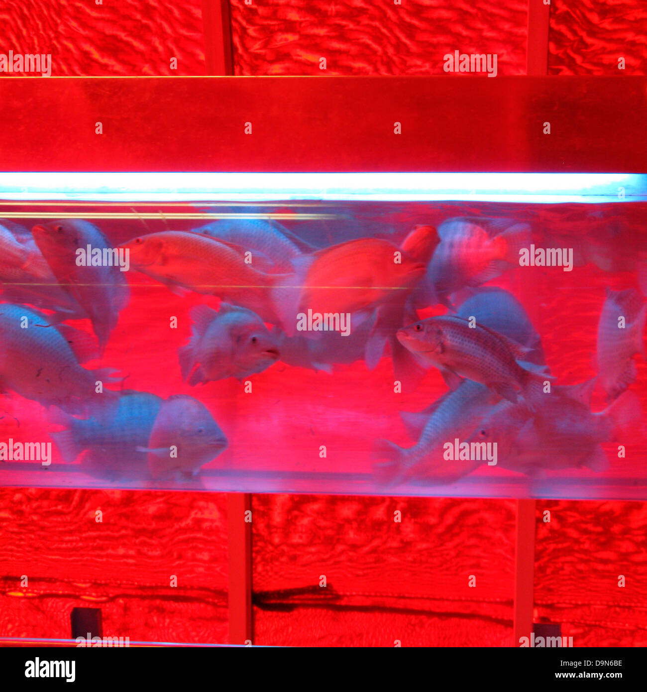 intensive fish farming,epcot center,orlando,florida,usa Stock Photo Alamy