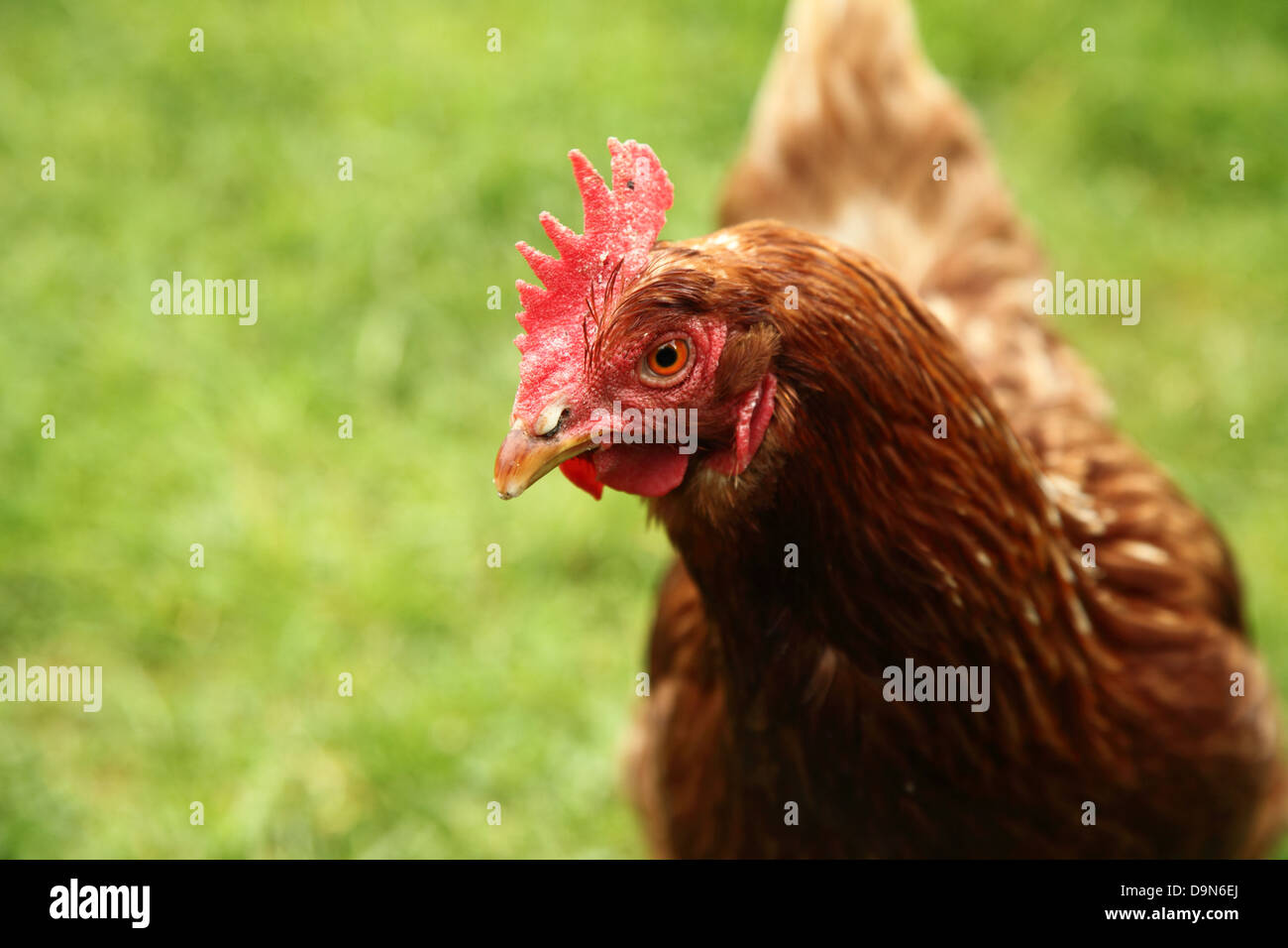 Chicken on an organic smallholding in Sussex, UK Stock Photo