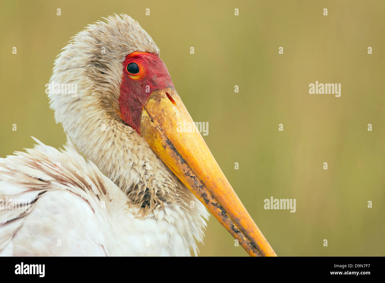 Yellow-billed Stork close up portrait, Masai Mara, Kenya Stock Photo