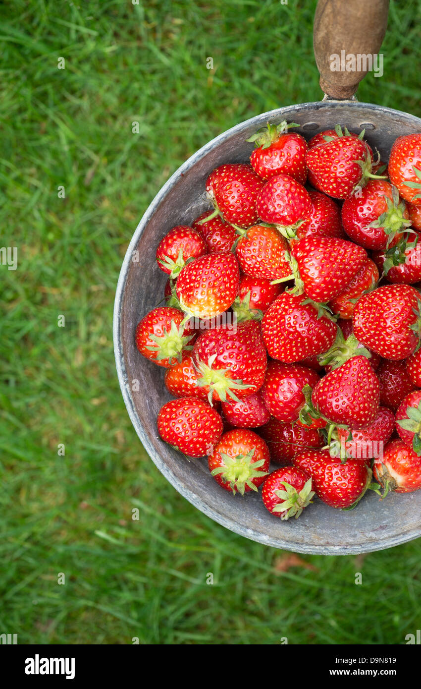 Fragaria × ananassa. Picked Strawberries in a metal pan on a grass lawn Stock Photo